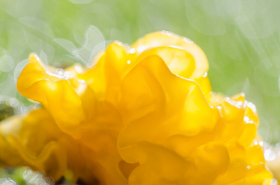 <i class='fa fa-user'></i>&nbsp;Truus Aletta Maan&nbsp;|  Gele Trilzwam&nbsp; <i class='fa fa-eye'>&nbsp;84</i> &nbsp; <i class='fa fa-comment-o'>&nbsp;8</i>