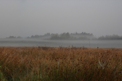 Een panoramabeeld van een nevelige zomerochtend, gecreeerd uit twee foto's. (Ik wilde er een uploaden van met bredere verhouding maar dat kan niet)

Ik was al gaan zitten onder de dekking van de mist, om later roodborsttapuiten te gaan fotograferen. Toen de zon opkwam loste de mist op en er bleven nog wat slierten om de bomen hangen.

De roodborsttapuiten wilden niet meewerken, maar toch ben ik blij dat ik veel sfeerfoto's heb kunnen maken