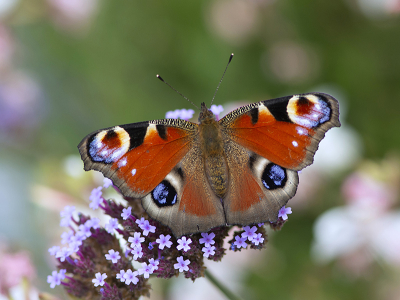 <i class='fa fa-user'></i>&nbsp;Mignon-Creative&nbsp;|  Dagpauwoog&nbsp; <i class='fa fa-eye'>&nbsp;81</i> &nbsp;<i class='fa fa-thumbs-up'>&nbsp;6</i> &nbsp; <i class='fa fa-comment-o'>&nbsp;7</i>