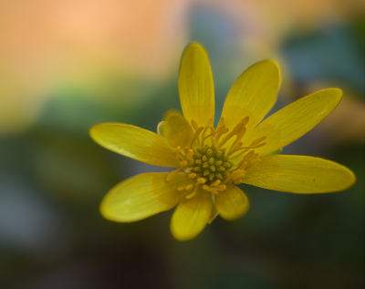 <i class='fa fa-user'></i>&nbsp;janvangastel&nbsp;|  Gewoon Speenkruid&nbsp; <i class='fa fa-eye'>&nbsp;60</i> &nbsp;<i class='fa fa-thumbs-up'>&nbsp;2</i> &nbsp; <i class='fa fa-comment-o'>&nbsp;5</i>