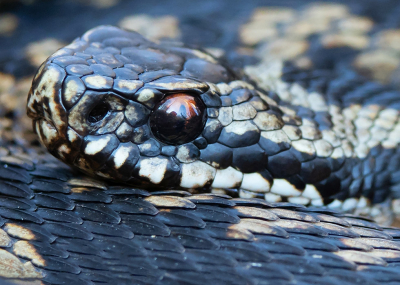 <i class='fa fa-user'></i>&nbsp;Tom&nbsp;|  Adder&nbsp; <i class='fa fa-eye'>&nbsp;128</i> &nbsp;<i class='fa fa-thumbs-up'>&nbsp;6</i> &nbsp; <i class='fa fa-comment-o'>&nbsp;8</i>