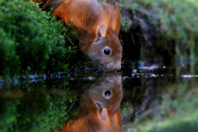 <i class='fa fa-user'></i>&nbsp;Ruben de Bruijn&nbsp;|  Eekhoorn&nbsp; <i class='fa fa-eye'>&nbsp;71</i> &nbsp;<i class='fa fa-thumbs-up'>&nbsp;1</i> &nbsp; <i class='fa fa-comment-o'>&nbsp;6</i>