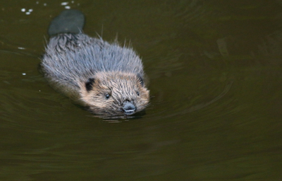 <i class='fa fa-user'></i>&nbsp;Ruben de Bruijn&nbsp;|  Bever&nbsp; <i class='fa fa-eye'>&nbsp;113</i> &nbsp;<i class='fa fa-thumbs-up'>&nbsp;1</i> &nbsp; <i class='fa fa-comment-o'>&nbsp;6</i>