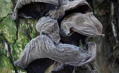 <i class='fa fa-user'></i>&nbsp;nelappelmelk&nbsp;|  Echt Judasoor&nbsp; <i class='fa fa-eye'>&nbsp;79</i> &nbsp; <i class='fa fa-comment-o'>&nbsp;5</i>