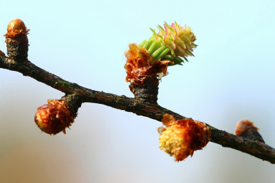 <i class='fa fa-user'></i>&nbsp;frbeuming&nbsp;|  Europese Lork � Japanse Lork&nbsp; <i class='fa fa-eye'>&nbsp;66</i> &nbsp; <i class='fa fa-comment-o'>&nbsp;5</i>