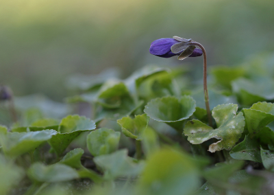 <i class='fa fa-user'></i>&nbsp;Ad Sprang&nbsp;|  Maarts Viooltje&nbsp; <i class='fa fa-eye'>&nbsp;84</i> &nbsp;<i class='fa fa-thumbs-up'>&nbsp;7</i> &nbsp; <i class='fa fa-comment-o'>&nbsp;13</i>