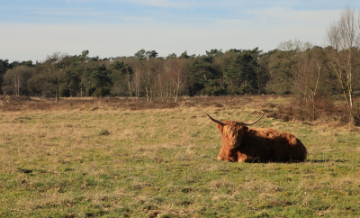 <i class='fa fa-user'></i>&nbsp;Tineke Strijbosch&nbsp;|  Schotse Hooglander&nbsp; <i class='fa fa-eye'>&nbsp;65</i> &nbsp; <i class='fa fa-comment-o'>&nbsp;2</i>