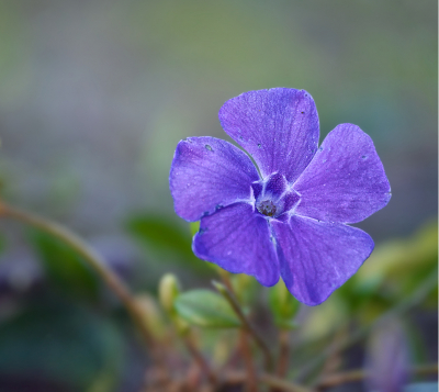 <i class='fa fa-user'></i>&nbsp;janvangastel&nbsp;|  Kleine Maagdenpalm&nbsp; <i class='fa fa-eye'>&nbsp;57</i> &nbsp; <i class='fa fa-comment-o'>&nbsp;1</i>