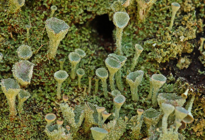 <i class='fa fa-user'></i>&nbsp;Cor&nbsp;|  Kopjes-bekermos&nbsp; <i class='fa fa-eye'>&nbsp;98</i> &nbsp;<i class='fa fa-thumbs-up'>&nbsp;6</i> &nbsp; <i class='fa fa-comment-o'>&nbsp;11</i>