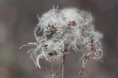 <i class='fa fa-user'></i>&nbsp;Paul Vandebroek&nbsp;|  Bosrank&nbsp; <i class='fa fa-eye'>&nbsp;66</i> &nbsp;<i class='fa fa-thumbs-up'>&nbsp;5</i> &nbsp; <i class='fa fa-comment-o'>&nbsp;10</i>