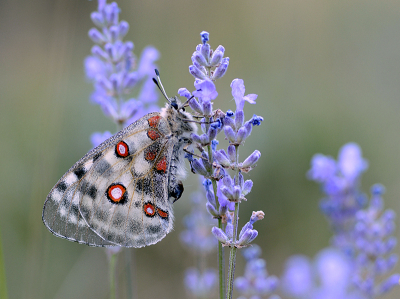 <i class='fa fa-user'></i>&nbsp;Mignon-Creative&nbsp;|  Apollovlinder&nbsp; <i class='fa fa-eye'>&nbsp;116</i> &nbsp;<i class='fa fa-thumbs-up'>&nbsp;9</i> &nbsp; <i class='fa fa-comment-o'>&nbsp;6</i>