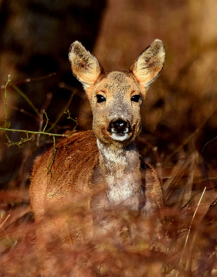 <i class='fa fa-user'></i>&nbsp;robert-jan&nbsp;|  Ree&nbsp; <i class='fa fa-eye'>&nbsp;86</i> &nbsp;<i class='fa fa-thumbs-up'>&nbsp;1</i> &nbsp; <i class='fa fa-comment-o'>&nbsp;2</i>