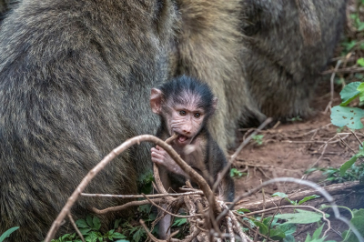 <i class='fa fa-user'></i>&nbsp;harrie69&nbsp;|  Beerbaviaan&nbsp; <i class='fa fa-eye'>&nbsp;74</i> &nbsp; <i class='fa fa-comment-o'>&nbsp;1</i>