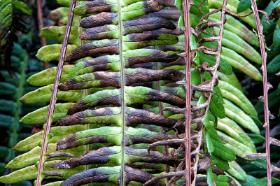 <i class='fa fa-user'></i>&nbsp;nelappelmelk&nbsp;|  Dubbelloof&nbsp; <i class='fa fa-eye'>&nbsp;65</i> &nbsp; <i class='fa fa-comment-o'>&nbsp;6</i>