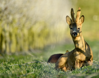 <i class='fa fa-user'></i>&nbsp;robert-jan&nbsp;|  Ree&nbsp; <i class='fa fa-eye'>&nbsp;114</i> &nbsp; <i class='fa fa-comment-o'>&nbsp;3</i>