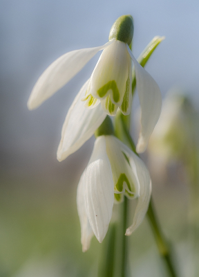 <i class='fa fa-user'></i>&nbsp;Tim Oord&nbsp;|  Gewoon Sneeuwklokje&nbsp; <i class='fa fa-eye'>&nbsp;49</i> &nbsp;<i class='fa fa-thumbs-up'>&nbsp;2</i> &nbsp; <i class='fa fa-comment-o'>&nbsp;1</i>