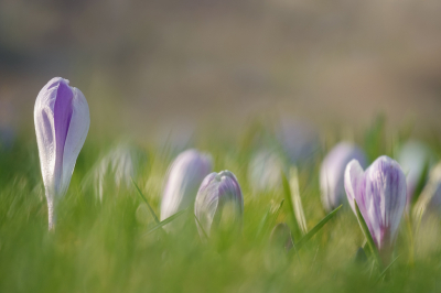 <i class='fa fa-user'></i>&nbsp;Jurgen Maassen&nbsp;|  Bonte Krokus&nbsp; <i class='fa fa-eye'>&nbsp;56</i> &nbsp;<i class='fa fa-thumbs-up'>&nbsp;2</i> &nbsp; <i class='fa fa-comment-o'>&nbsp;3</i>