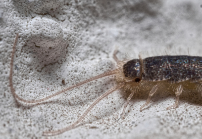 <i class='fa fa-user'></i>&nbsp;janvangastel&nbsp;|  Zilvervisje&nbsp; <i class='fa fa-eye'>&nbsp;85</i> &nbsp;<i class='fa fa-thumbs-up'>&nbsp;3</i> &nbsp; <i class='fa fa-comment-o'>&nbsp;8</i>