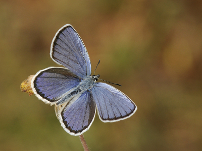 <i class='fa fa-user'></i>&nbsp;Mignon-Creative&nbsp;|  Kroonkruidblauwtje&nbsp; <i class='fa fa-eye'>&nbsp;70</i> &nbsp;<i class='fa fa-thumbs-up'>&nbsp;6</i> &nbsp; <i class='fa fa-comment-o'>&nbsp;6</i>