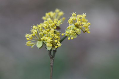 <i class='fa fa-user'></i>&nbsp;Paul Vandebroek&nbsp;|  Gele Kornoelje&nbsp; <i class='fa fa-eye'>&nbsp;61</i> &nbsp;<i class='fa fa-thumbs-up'>&nbsp;3</i> &nbsp; <i class='fa fa-comment-o'>&nbsp;5</i>