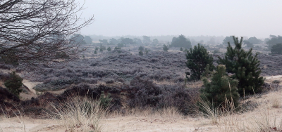 <i class='fa fa-user'></i>&nbsp;rixte&nbsp;|  Aekingerzand in de vroege ochtend (1)&nbsp; <i class='fa fa-eye'>&nbsp;81</i> &nbsp;<i class='fa fa-thumbs-up'>&nbsp;3</i> &nbsp; <i class='fa fa-comment-o'>&nbsp;4</i>