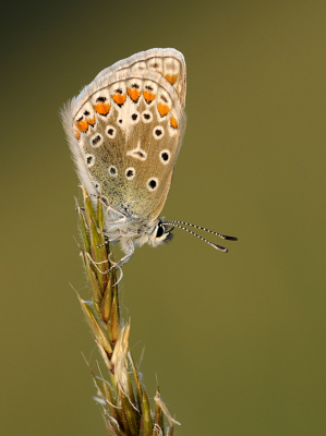 <i class='fa fa-user'></i>&nbsp;Mignon-Creative&nbsp;|  Icarusblauwtje&nbsp; <i class='fa fa-eye'>&nbsp;64</i> &nbsp;<i class='fa fa-thumbs-up'>&nbsp;7</i> &nbsp; <i class='fa fa-comment-o'>&nbsp;6</i>