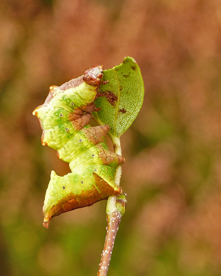 <i class='fa fa-user'></i>&nbsp;Louis&nbsp;|  Dromedaris&nbsp; <i class='fa fa-eye'>&nbsp;91</i> &nbsp;<i class='fa fa-thumbs-up'>&nbsp;6</i> &nbsp; <i class='fa fa-comment-o'>&nbsp;5</i>