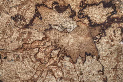 <i class='fa fa-user'></i>&nbsp;liesbeth van vliet&nbsp;|  Beukenhout met "slaap"&nbsp; <i class='fa fa-eye'>&nbsp;82</i> &nbsp;<i class='fa fa-thumbs-up'>&nbsp;1</i> &nbsp; <i class='fa fa-comment-o'>&nbsp;8</i>