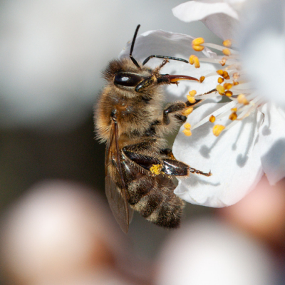 <i class='fa fa-user'></i>&nbsp;Hein&nbsp;|  Honingbij&nbsp; <i class='fa fa-eye'>&nbsp;65</i> &nbsp; <i class='fa fa-comment-o'>&nbsp;3</i>