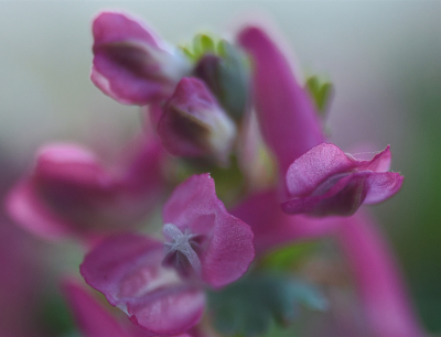 <i class='fa fa-user'></i>&nbsp;janvangastel&nbsp;|  Vingerhelmbloem&nbsp; <i class='fa fa-eye'>&nbsp;55</i> &nbsp;<i class='fa fa-thumbs-up'>&nbsp;1</i> &nbsp; <i class='fa fa-comment-o'>&nbsp;4</i>