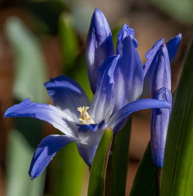 <i class='fa fa-user'></i>&nbsp;Tim Oord&nbsp;|  Grote Sneeuwroem&nbsp; <i class='fa fa-eye'>&nbsp;38</i> &nbsp; <i class='fa fa-comment-o'>&nbsp;1</i>