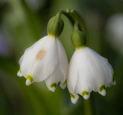 <i class='fa fa-user'></i>&nbsp;Tim Oord&nbsp;|  Lenteklokje&nbsp; <i class='fa fa-eye'>&nbsp;49</i> &nbsp; <i class='fa fa-comment-o'>&nbsp;0</i>