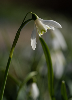 <i class='fa fa-user'></i>&nbsp;Tim Oord&nbsp;|  Gewoon Sneeuwklokje&nbsp; <i class='fa fa-eye'>&nbsp;41</i> &nbsp; <i class='fa fa-comment-o'>&nbsp;1</i>