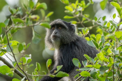 <i class='fa fa-user'></i>&nbsp;harrie69&nbsp;|  Blauwe Meerkat of Diadeemmeerkat&nbsp; <i class='fa fa-eye'>&nbsp;60</i> &nbsp;<i class='fa fa-thumbs-up'>&nbsp;4</i> &nbsp; <i class='fa fa-comment-o'>&nbsp;3</i>