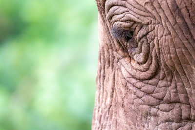 <i class='fa fa-user'></i>&nbsp;harrie69&nbsp;|  Afrikaanse Olifant&nbsp; <i class='fa fa-eye'>&nbsp;75</i> &nbsp; <i class='fa fa-comment-o'>&nbsp;2</i>