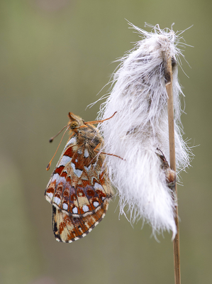 <i class='fa fa-user'></i>&nbsp;Mignon-Creative&nbsp;|  Veenbesparelmoervlinder&nbsp; <i class='fa fa-eye'>&nbsp;104</i> &nbsp;<i class='fa fa-thumbs-up'>&nbsp;9</i> &nbsp; <i class='fa fa-comment-o'>&nbsp;6</i>