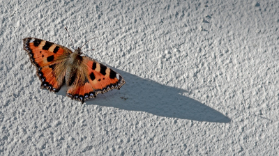 <i class='fa fa-user'></i>&nbsp;Johan van Gurp&nbsp;|  Kleine Vos&nbsp; <i class='fa fa-eye'>&nbsp;84</i> &nbsp;<i class='fa fa-thumbs-up'>&nbsp;2</i> &nbsp; <i class='fa fa-comment-o'>&nbsp;7</i>