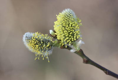 <i class='fa fa-user'></i>&nbsp;Paul Vandebroek&nbsp;|  Boswilg&nbsp; <i class='fa fa-eye'>&nbsp;63</i> &nbsp;<i class='fa fa-thumbs-up'>&nbsp;3</i> &nbsp; <i class='fa fa-comment-o'>&nbsp;3</i>