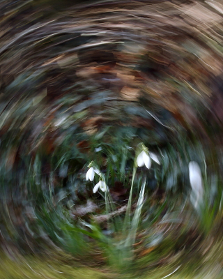 <i class='fa fa-user'></i>&nbsp;rixte&nbsp;|  Gewoon Sneeuwklokje&nbsp; <i class='fa fa-eye'>&nbsp;112</i> &nbsp;<i class='fa fa-thumbs-up'>&nbsp;2</i> &nbsp; <i class='fa fa-comment-o'>&nbsp;7</i>