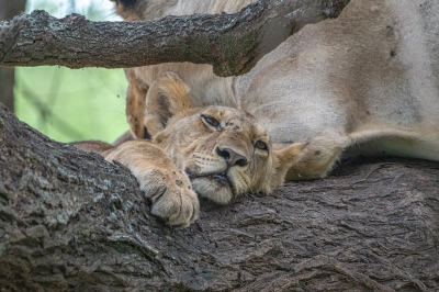 <i class='fa fa-user'></i>&nbsp;harrie69&nbsp;|  Leeuw&nbsp; <i class='fa fa-eye'>&nbsp;73</i> &nbsp; <i class='fa fa-comment-o'>&nbsp;2</i>