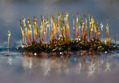 <i class='fa fa-user'></i>&nbsp;Truus Aletta Maan&nbsp;|  Gewoon Purpersteeltje&nbsp; <i class='fa fa-eye'>&nbsp;196</i> &nbsp;<i class='fa fa-thumbs-up'>&nbsp;10</i> &nbsp; <i class='fa fa-comment-o'>&nbsp;8</i>