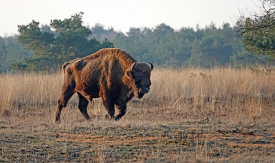 <i class='fa fa-user'></i>&nbsp;nelappelmelk&nbsp;|  Wisent&nbsp; <i class='fa fa-eye'>&nbsp;129</i> &nbsp; <i class='fa fa-comment-o'>&nbsp;5</i>