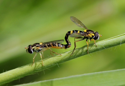 <i class='fa fa-user'></i>&nbsp;Mignon-Creative&nbsp;|  Grote Langlijf&nbsp; <i class='fa fa-eye'>&nbsp;62</i> &nbsp;<i class='fa fa-thumbs-up'>&nbsp;2</i> &nbsp; <i class='fa fa-comment-o'>&nbsp;2</i>