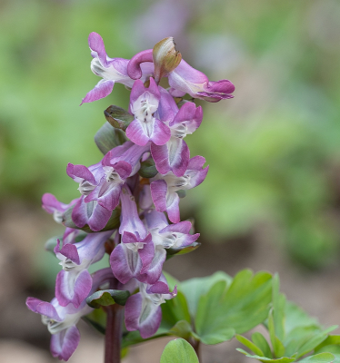 <i class='fa fa-user'></i>&nbsp;Tim Oord&nbsp;|  Holwortel&nbsp; <i class='fa fa-eye'>&nbsp;73</i> &nbsp;<i class='fa fa-thumbs-up'>&nbsp;2</i> &nbsp; <i class='fa fa-comment-o'>&nbsp;4</i>