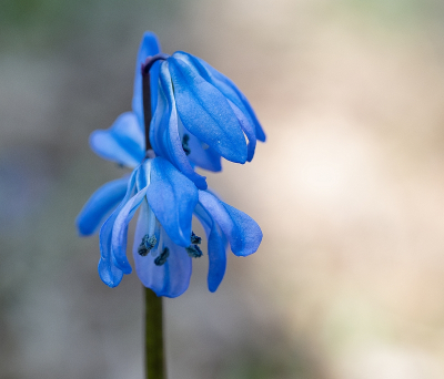 <i class='fa fa-user'></i>&nbsp;Tim Oord&nbsp;|  Oosterse Sterhyacint&nbsp; <i class='fa fa-eye'>&nbsp;66</i> &nbsp;<i class='fa fa-thumbs-up'>&nbsp;2</i> &nbsp; <i class='fa fa-comment-o'>&nbsp;3</i>