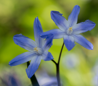 <i class='fa fa-user'></i>&nbsp;Tim Oord&nbsp;|  Grote Sneeuwroem&nbsp; <i class='fa fa-eye'>&nbsp;71</i> &nbsp;<i class='fa fa-thumbs-up'>&nbsp;3</i> &nbsp; <i class='fa fa-comment-o'>&nbsp;5</i>