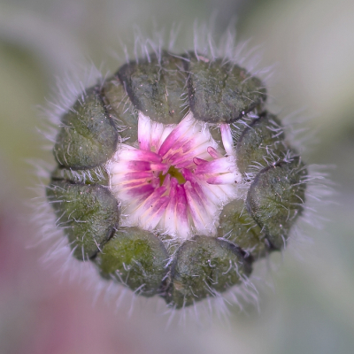 <i class='fa fa-user'></i>&nbsp;Johan van Gurp&nbsp;|  Madeliefje&nbsp; <i class='fa fa-eye'>&nbsp;110</i> &nbsp;<i class='fa fa-thumbs-up'>&nbsp;13</i> &nbsp; <i class='fa fa-comment-o'>&nbsp;9</i>