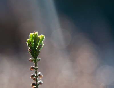 Zomer/struikheide in het mooie tegenlicht. Dit takje begint weer groen te worden, en word daarom even in de spotlight gezet.