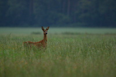 <i class='fa fa-user'></i>&nbsp;Ruben de Bruijn&nbsp;|  Ree&nbsp; <i class='fa fa-eye'>&nbsp;79</i> &nbsp; <i class='fa fa-comment-o'>&nbsp;3</i>