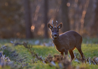 <i class='fa fa-user'></i>&nbsp;robert-jan&nbsp;|  Ree&nbsp; <i class='fa fa-eye'>&nbsp;88</i> &nbsp; <i class='fa fa-comment-o'>&nbsp;2</i>